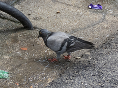 Columba livia domestica