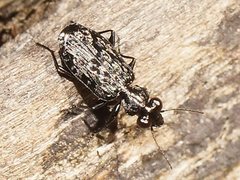 Scopodes tasmanicus
