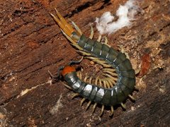 Cormocephalus westwoodi