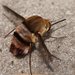 Meomyia fasciculata - Photo (c) Reiner Richter, alguns direitos reservados (CC BY-NC-SA), uploaded by Reiner Richter