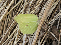 Gonepteryx rhamni