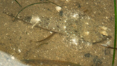 Smallhead Dragonet photo 2