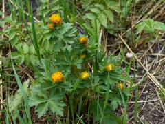 Trollius asiaticus