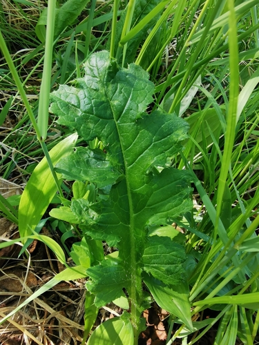 Image of Cirsium kamtschaticum by (c) Валерия Ковалева, some rights reserved (CC BY)