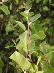 Rhus lentii