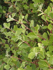 Rhus lentii