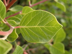 Rhus lentii