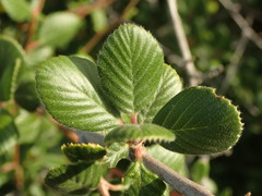 Cercocarpus betuloides blancheae