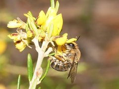 Trichocolletes serotinus