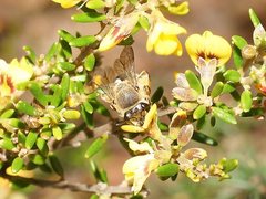 Trichocolletes serotinus