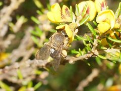 Trichocolletes serotinus