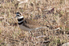 Charadrius vociferus