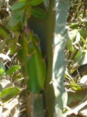 Acanthocereus tetragonus