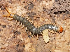 Cormocephalus westwoodi