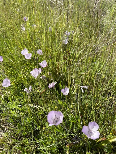 Image of Calochortus uniflorus by (c) Henrik Kibak, some rights reserved (CC BY)
