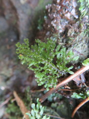 Hymenophyllum flexuosum
