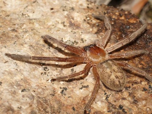 Social Huntsman Spider