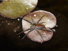 Dolomedes facetus