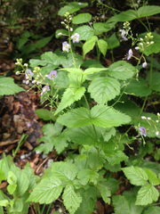 Veronica urticifolia