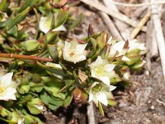 Boronia parviflora