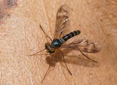 Heteropsilopus ingenuus