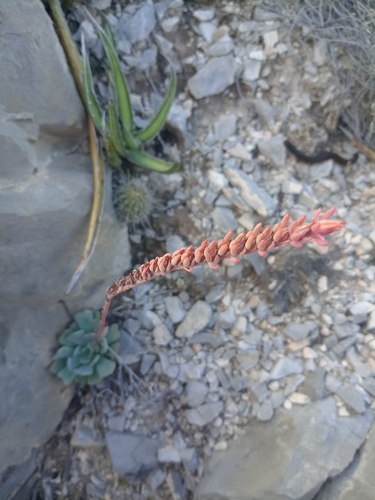 Image of Echeveria strictiflora by (c) Humberto Gonzalez Salas, some rights reserved (CC BY)
