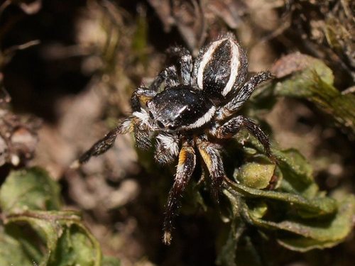 Jotus auripes L.Koch, 1881