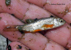 Sarmarutilus rubilio