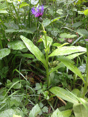 Centaurea montana