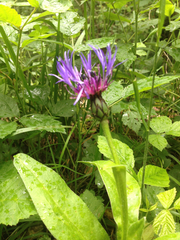 Centaurea montana