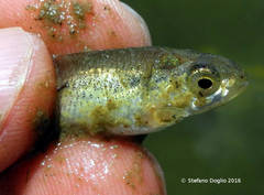 Sarmarutilus rubilio