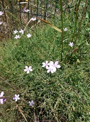 Dianthus strictus