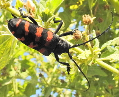 Ceroplesis capensis
