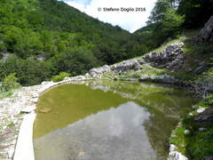 Sarmarutilus rubilio