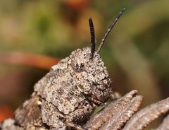 Cirphula pyrrhocnemis