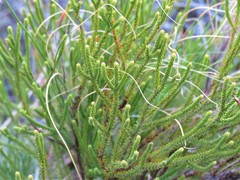 Audouinia capitata
