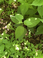 Collinsonia canadensis