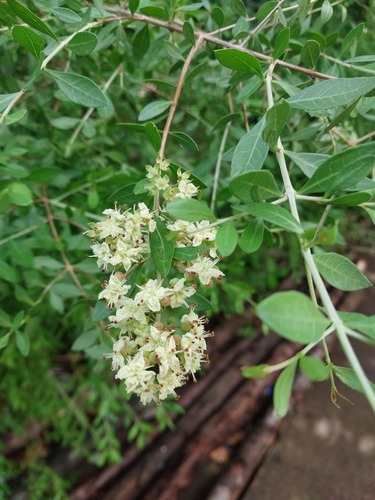 Lawsonia inermis iNat (2)