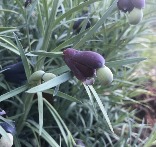 Emu berry (Podocarpus drouynianus)