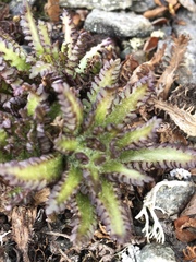 Pedicularis hirsuta