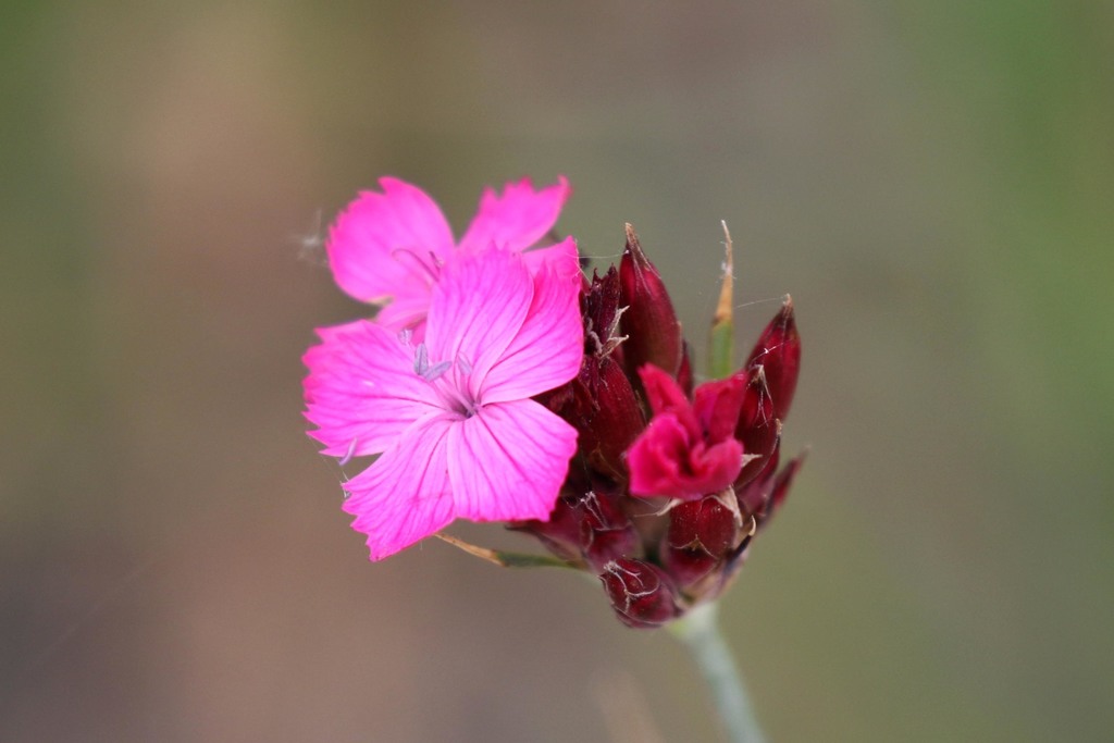 Giant Pink