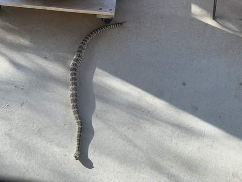 iNaturalist observation photo of Southwestern Speckled Rattlesnake
