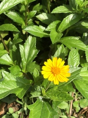 Sphagneticola calendulacea