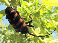 Ceroplesis capensis