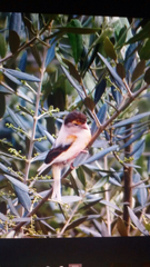 Serinus canaria domesticus