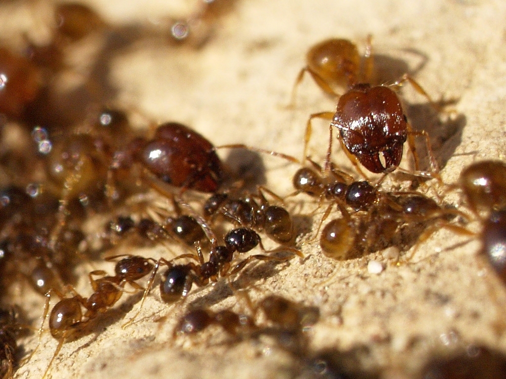 Pallid Big-headed Ant, photo 1 of 10