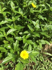 Sphagneticola calendulacea