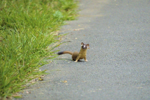 Long-tailed Weasel photographed in Nevada