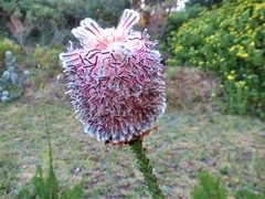 Paranomus longicaulis