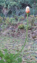 Paranomus longicaulis